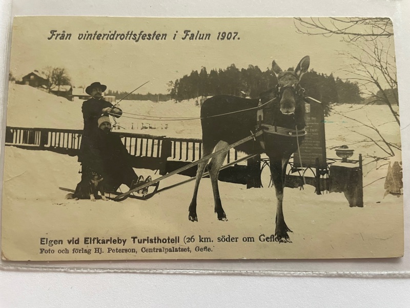 Falun; Vinteridrottsfesten 1907 med selad älg (!), frank 1907.